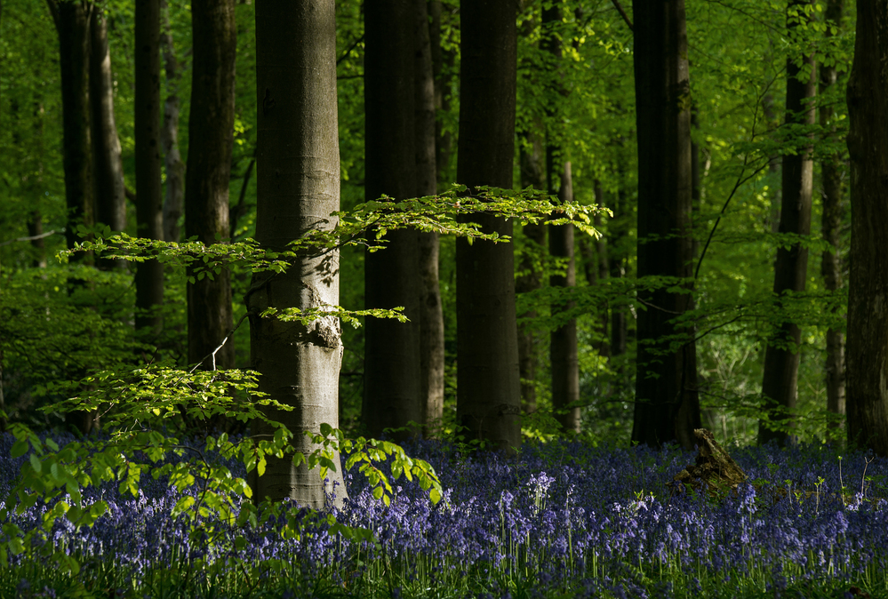 West Woods  Wiltshire Bluebells at Dawn 6